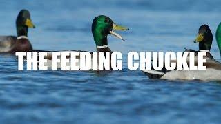 Mallard Calling — Feeding Chuckle