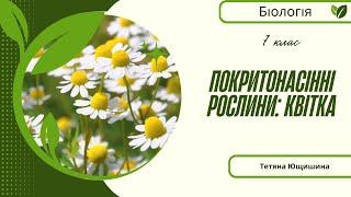 Урок 24. Покритонасінні рослини: квітка. 7 клас. НУШ