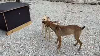 The Chained Boy And The Girl Who Survived on Chips Are So Happy Together! - Takis Shelter