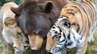 After 15 Years Of Friendship, This Tiger And Bear Just Said A Final Farewell To Their Lion Brother