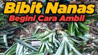 Cara Ambil Bibit Nanas Cepat Berbuah #nenas #bibitnenas