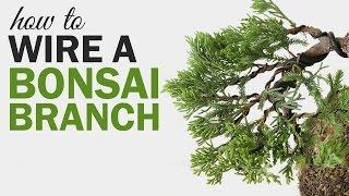 How to Wire a Bonsai Tree Branch