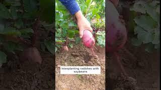 Some vegetable growing tips interplanting #shorts #plantingtips