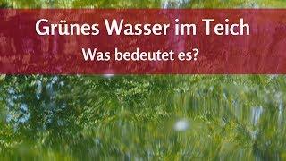 Grünes Wasser im Teich: Was es bedeutet - was man dagegen tun kann