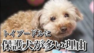 人気犬種トイプードルの闇【保護犬が多い理由が衝撃】