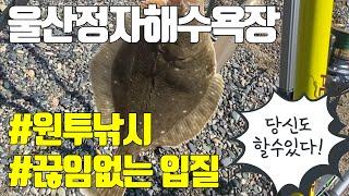 울산 정자 낚시 , 원투낚시 끊임없는 입질!※울산원투낚시※원투낚시포인트※울산낚시※