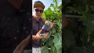 harvest #cabbage #beet #grow at home #positive #beautiful #дача #овощи #идеи #shorts