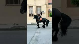  Horse cute dance#horse #shorts #viral #tiktok #animal