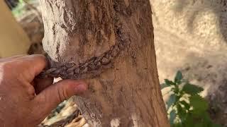Impossible to Remove the Chain! It Grew Inside the Three! - Takis Shelter