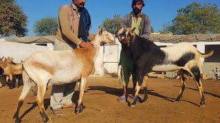 Worlds Biggest Barbari Goats | Complete Documentary