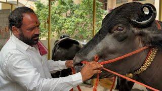 Chappal bazar Laddu Yadav Introducing Bahubali Bull | Chittaboina Laddu Yadav Sadar 2024 #trending