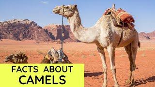 Camel Facts for Kids | Interesting Amazing Facts about Camels for Children