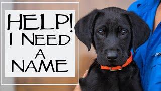 New Labrador Retriever Puppy - What To Do In The First 24 Hours Home