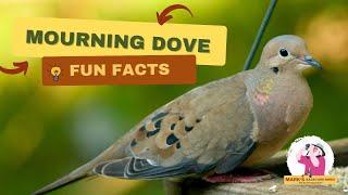 Why Mourning Doves Are More Interesting Than You Think?