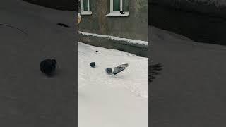 Игры голубей#птицы#голуби#игры#nature