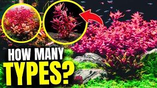 Here Are the 10 BEST Red Aquarium Plants...