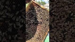 The Secret Life of the Queen Bee: Ruler of the Hive #honey #bee