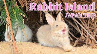 [Rabbit Island, JAPAN] 600 rabbits live on Rabbit Island travel Cute rabbit paradise! | 大久野島 うさぎ島