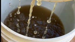 Make Liquid Fertilizer for Plants from Kitchen Scraps #fertilizer #shortsviral