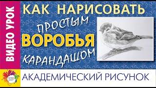 КАК нарисовать ВОРОБЬЯ простым карандашом. Академический рисунок.