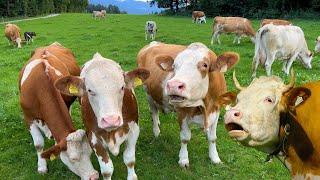 COWS MOOING - Our Simmental cattle, grazing with their calves on a green meadow with natural sounds!