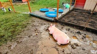 The GREAT PIG ESCAPE! _ Moving Turkey on Small Pasture // Whitt Acres