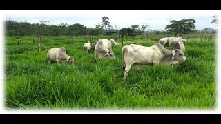 renovando potreros de humidicola por hibridos papalotla en rancho los manatiales, parte 3