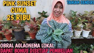 OBRAL AGLAONEMA 4 OKTOBER 2024 | TANIAN SENDIRI | 100% AMANAH | GARANSI TOTAL ️