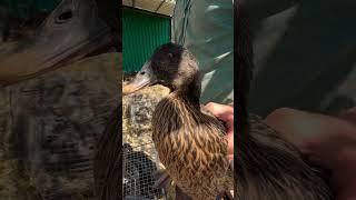 Лучший манок для охоты ! Кольцуем весь молодняк этого года ! Готовлюсь к сезону ! #утки #утка
