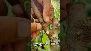 AMAZING Grafting Fig Tree || Chip Budding fig plant || My Home Garden.