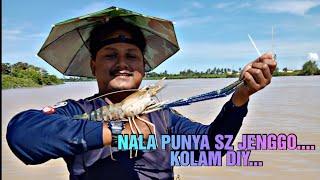 Gila!! size gaban udang galah Sungai Muda - Jenggo Tank DIY