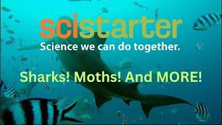 SciStarter Podcast: Sharks! Moths! And More!