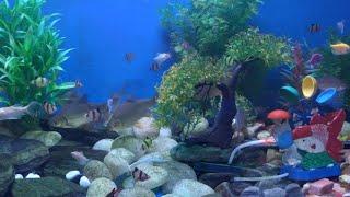 Pet fish tank! 2024 @Third Eye Lk.