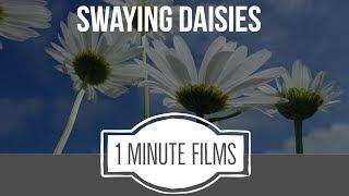 Swaying Daisies ~ 1 Minute Films