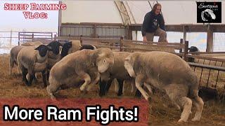 Skidsteer Lessons & Ram Fights: Winter Sheep Barn Challenges