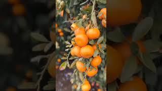 fruit orange harvesting #shortsvideo #shorts #satisfying #agriculturalmachinery #farming #viral