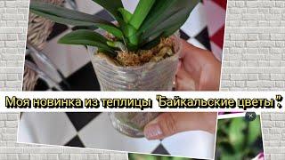 Что купила в теплице" Байкальские цветы" покупки#orchid#original#обзор#plants#цветы