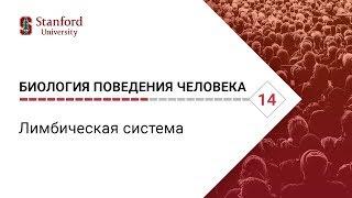 Биология поведения человека: Лекция #14. Лимбическая система [Роберт Сапольски, 2010. Стэнфорд]