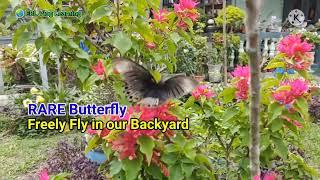 Rare Butterfly freely fly in our backyard