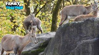 Beautiful Alpine Ibex Family Together