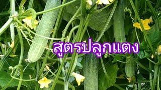 สูตรปลูกแตงให้งามและดก  ง่ายๆสไตล์ลุงสมคิด