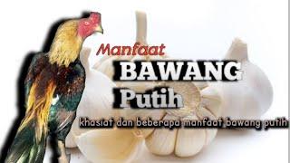 BAWANG PUTIH, KHASIAT DAN MANFAAT UNTUK AYAM BANGKOK