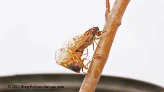 Magicicada tredecim periodical cicada mating sequence