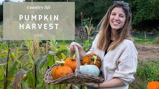 A Surprising Pumpkin Harvest | Heirloom Varieties | In My Veggie Garden 