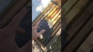 ДАЮ СИРОП А ЭФФЕКТА НИКАКОГО ПЧЁЛЫ НЕ РАЗВИВАЮТСЯ почему ПЧЕЛИНАЯ СЕМЬЯ НЕ РАСТЁТ ️