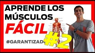  #2 PARTE  MUSCULOS del CUERPO HUMANO anatomia  [FÁCIL] Musculos del hombro