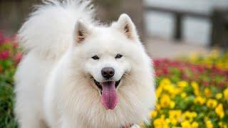 Samoyed Dog - the most expensive dog 