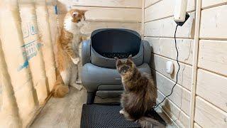 MAINE COONS ARE DELIGHTED! / Review of Neakasa M1 automatic cat litter box