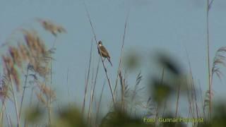 TRASTSÅNGARE  Great Reed Warbler  (Acrocephalus arundinaceus)   Klipp - 346