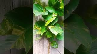 #goldenpothos #poisonivy #vineplant #climbingplant #beautifulplant #relaxingplant #aestheticplants